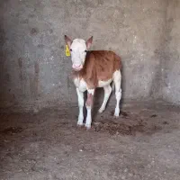 گوساله ماده سیمینتال زرد
