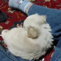 موتور سیکلت