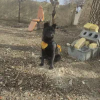 ماده پیت بول زبون بنفش فهل