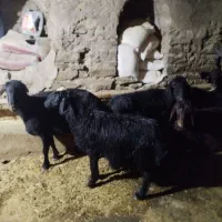 میش وبره