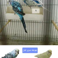 مرغ عشق انگلیسی پروانه سرلاکی ماده تکی