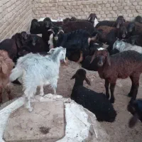 بره بهاره