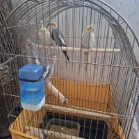 پرنده عروس هلندی