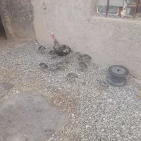 فروش بوقلمون نر بزرگ وجوجه بوقلمون