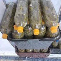 خیارشور محلی دونه ریز