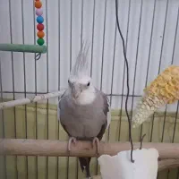 عروس هلندی جفت