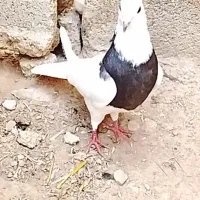 طوقی
