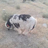 بره توخمی