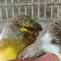پرنده سرای گلاستر