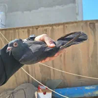 کفتر|پرنده|تهران, مسعودیه|دیوار