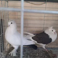 کبوتر