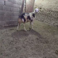 بره قوچ پلنگی