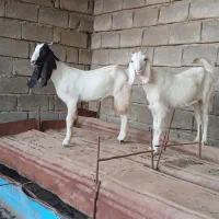 دو عدد بز