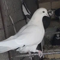 کبوتر پرشی به شرط