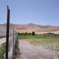 نشاء برنج