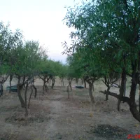 زمین-تنگ-چنار