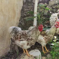 خروس ویاندوت