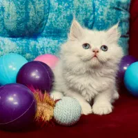 بچه. گربه. پرشین. بریتیش تخفیف خوره