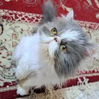 گربه پرشین اصیل