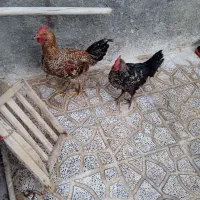 خروس