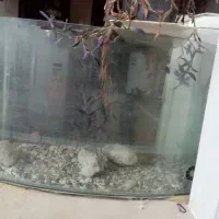 آکواریوم شیشه گرد ماهی