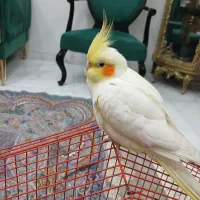 عروس هلندی
