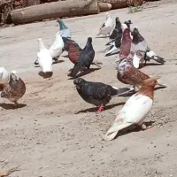 یک گنجه کبوتر