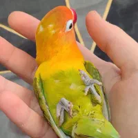 طوطی برزیلی ماده سخنگو