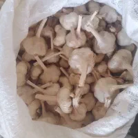 سیر|خوردنی و آشامیدنی|بیلوار, |دیوار