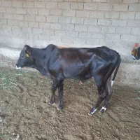 گوساله نر سوسنگرد