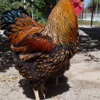 جوجه ویاندوت گلد GSG