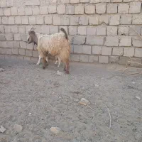 چپش نر