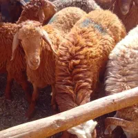 بره نر پای پروار