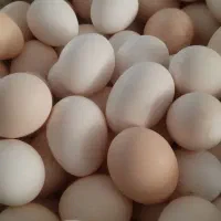 تخم مرغ کوردی