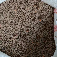 عدس|خوردنی و آشامیدنی|دورود, |دیوار