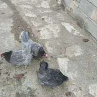 ایسبارفرانسه خالص