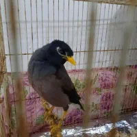 مرغ مینا
