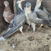 کفتر|پرنده|اصفهان, کوجان|دیوار