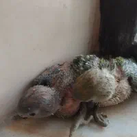 جوجه کوتوله اوپال