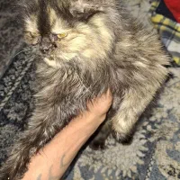 گربه دو نژاده