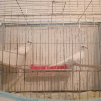 کبوترچینی
