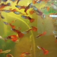 عرضه ماهی گوپی وحلزون سیب و گیاه خز کریسمس|ماهی|شیراز, شهرک مهدیه|دیوار