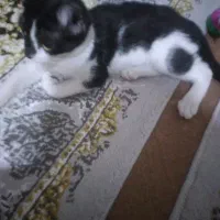 گربه بازیگوش