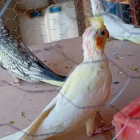 جوجه عروس هلندی