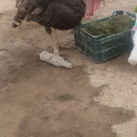 بوغلمون