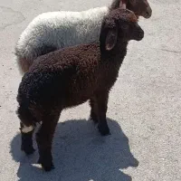 بره نر ماده جهت فروش جفتی 260/000/000