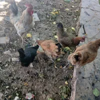 مرغ تخم گذار