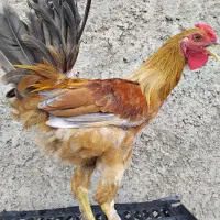 فروش مرغ و خروس گلین و لری اصل