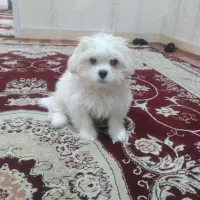 سگ خونگی