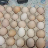 تخم مرغ